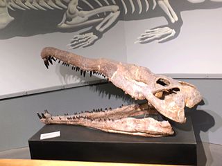 <i>Leptosuchus</i> Extinct genus of reptiles