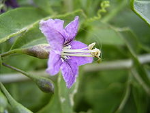 Lycium barbarum LyciumBarbarum-bloem-hr.jpg