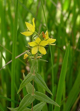 <i>Lysimachia asperulifolia</i> Species of plant