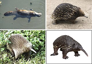 <span class="mw-page-title-main">Monotreme</span> Order of egg-laying mammals