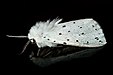 43 Commons:Picture of the Year/2011/R1/Moth 01 (MK).jpg