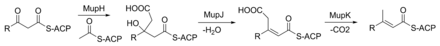 Figure 3. The C15 methyl group of monic acid is attached to C3 by the following reaction scheme. MupH is a Hydroxymethylglutaryl-Coenzyme A synthase, MupJ and MupK are Enoyl-CoA hydratases. Mupirocin C15 methylation.png