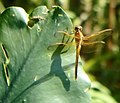 Thumbnail for File:Needham's Skimmer Dragonfly at Cumberland Marsh.jpg