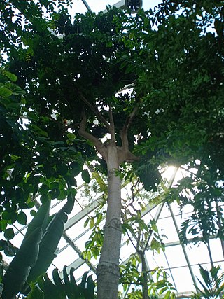 <i>Pachira aquatica</i> Species of tree