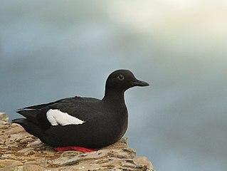 <span class="mw-page-title-main">Pigeon guillemot</span> Seabird in the auk family from North Pacific coastal waters