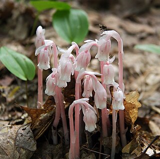 <span class="mw-page-title-main">Myco-heterotrophy</span> Symbiotism between certain parasitic plants and fungi