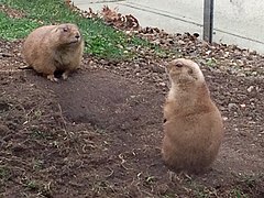 Prairie Dogs.