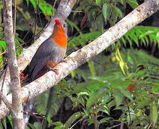 <span class="mw-page-title-main">Red-billed malkoha</span> Species of bird