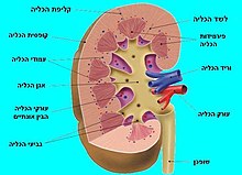 מבנה הכליה