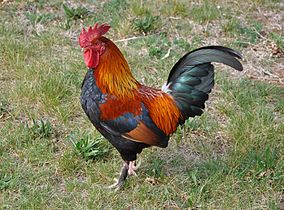 Coq