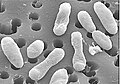 Image 117Scanning electron micrograph of a strain of Roseobacter, a widespread and important genus of marine bacteria. For scale, the membrane pore size is 0.2 μm in diameter. (from Marine prokaryotes)