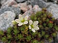 Prickly saxifrage (Saxifraga tricuspidata) flowers