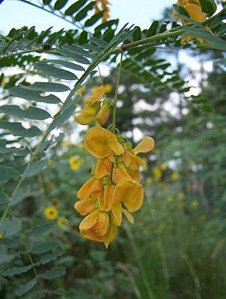 <i>Sesbania</i> Genus of aquatic plants