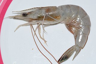 <span class="mw-page-title-main">Dendrobranchiata</span> Suborder of prawns