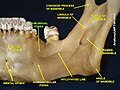 Sublingual fossa