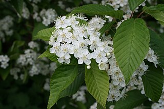 <i>Alniaria alnifolia</i> Species of flowering plant in the rose family Rosaceae