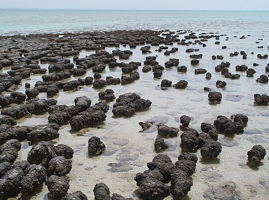 Pacific Ring of Fire Expedition. Yellow and orange microbial mats formingbioreactor mound with a thin crust and small chimneys on top. This mound is approximately 1 meter (3 ft) across