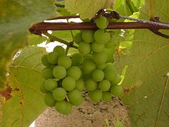 Immature fruit