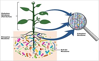 <span class="mw-page-title-main">Microbiota</span> Community of microorganisms