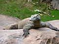 Komodo dragon (Varanus komodoensis)