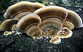 Įvairiaspalvė kempė (Trametes versicolor)