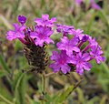 Verbena rigida