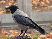 Corvus cornix