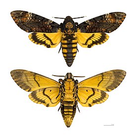 Acherontia atropos