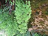 Adiantum capillus-veneris 2601.jpg