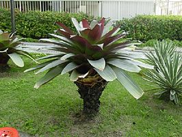 Alcantarea imperialis