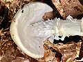 Amanita virosa