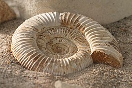 Fósil de ammonites.