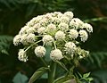 Bakkasløkja (Angelica sylvestris)