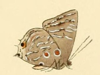 <i>Anthene lemnos</i> Species of butterfly