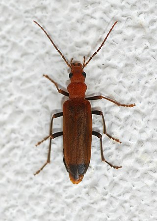 <span class="mw-page-title-main">Wharf borer</span> Species of beetle