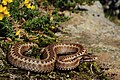 Nordiberische Kreuzotter (Vipera seoanei)