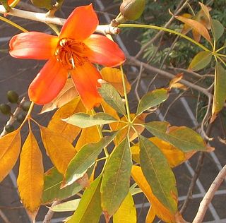 <span class="mw-page-title-main">Bombacaceae</span> Family of flowering plants