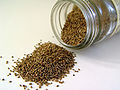 Celery seed.jpg