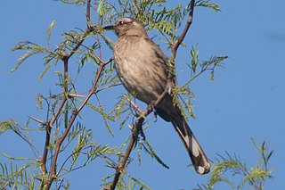 <i>Mimus</i> Genus of birds