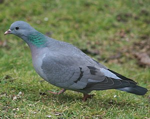 Columba oenas