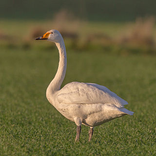 <span class="mw-page-title-main">Whooper swan</span> Species of bird