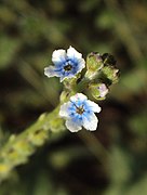 Cynoglossum zeylanicum