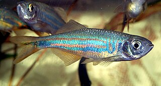 <span class="mw-page-title-main">Malabar danio</span> Species of fish