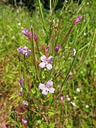 Epilobium pyrricholophum