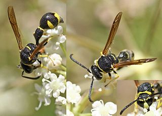 <i>Eumenes</i> (wasp) Genus of wasps