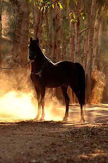 photo d'un cheval en clair obscur