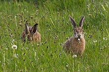 Hares feeding in a small group Feldhasen Flutmulde.jpg