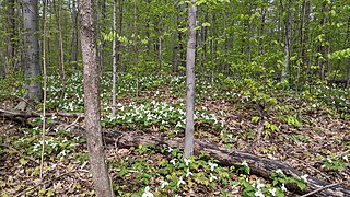 Fleurs printanières (trille blanc) dans la forêt du parc Angrignon