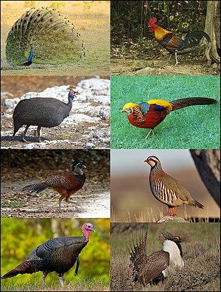 <span class="mw-page-title-main">Galliformes</span> Order of heavy-bodied ground-feeding birds