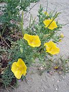 Glaucium flavum Type species